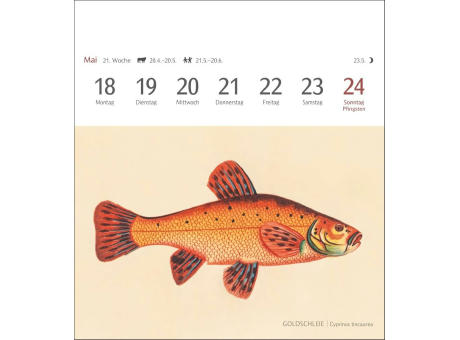 Fische Postkartenkalender