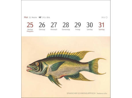 Fische Postkartenkalender