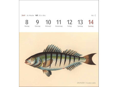 Fische Postkartenkalender