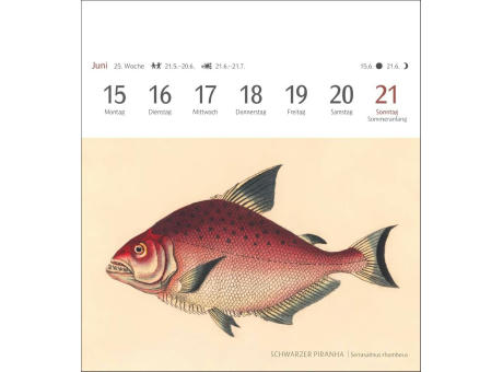 Fische Postkartenkalender