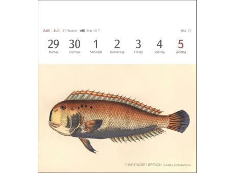 Fische Postkartenkalender