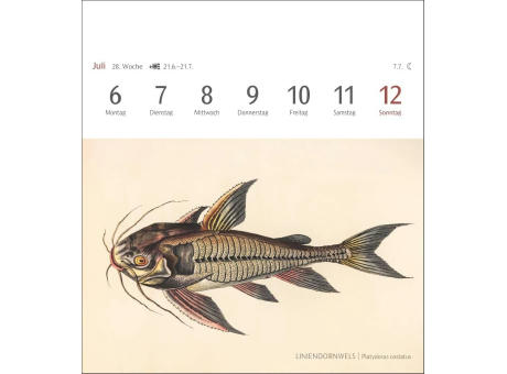 Fische Postkartenkalender