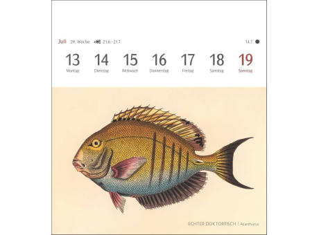 Fische Postkartenkalender