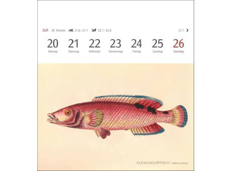 Fische Postkartenkalender