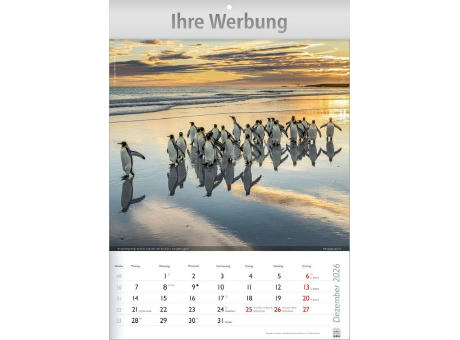 Wunderbare Tiere