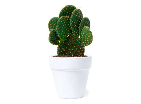Blumentopf Konte