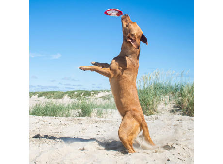 Hundespielzeug Flying Disc