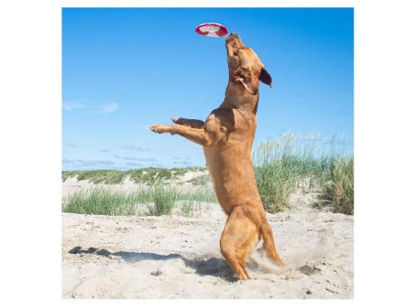 Hundespielzeug Flying Disc