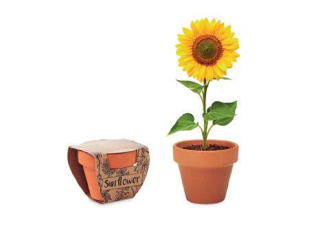 Terracotta-Topf Sonnenblume