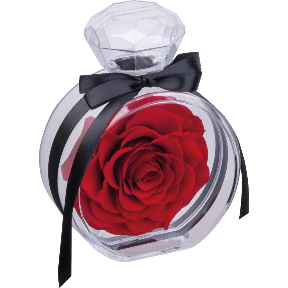 Konservierte Rose MARCELLA