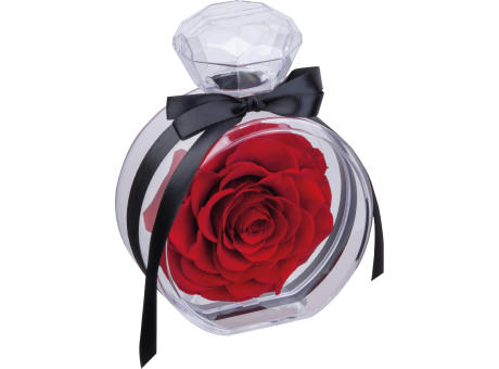 Konservierte Rose MARCELLA