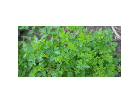 Sproutworld Unsharpened Pencil Bleisstift ungespitzt