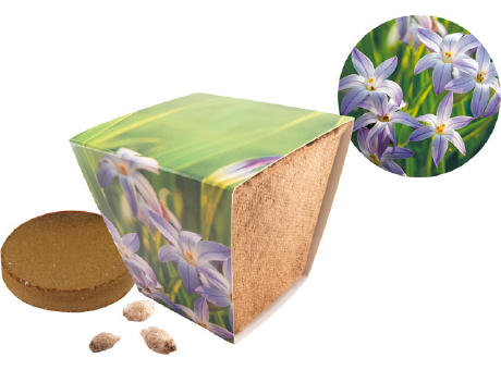 Naturtöpfchen Sternblume