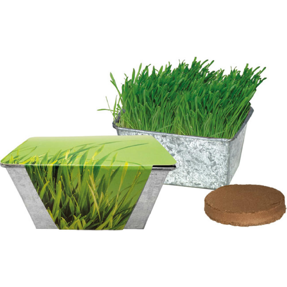 Wachstums-Kästchen Katzengras